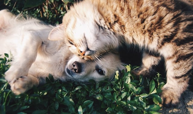 gato e cachorro juntos